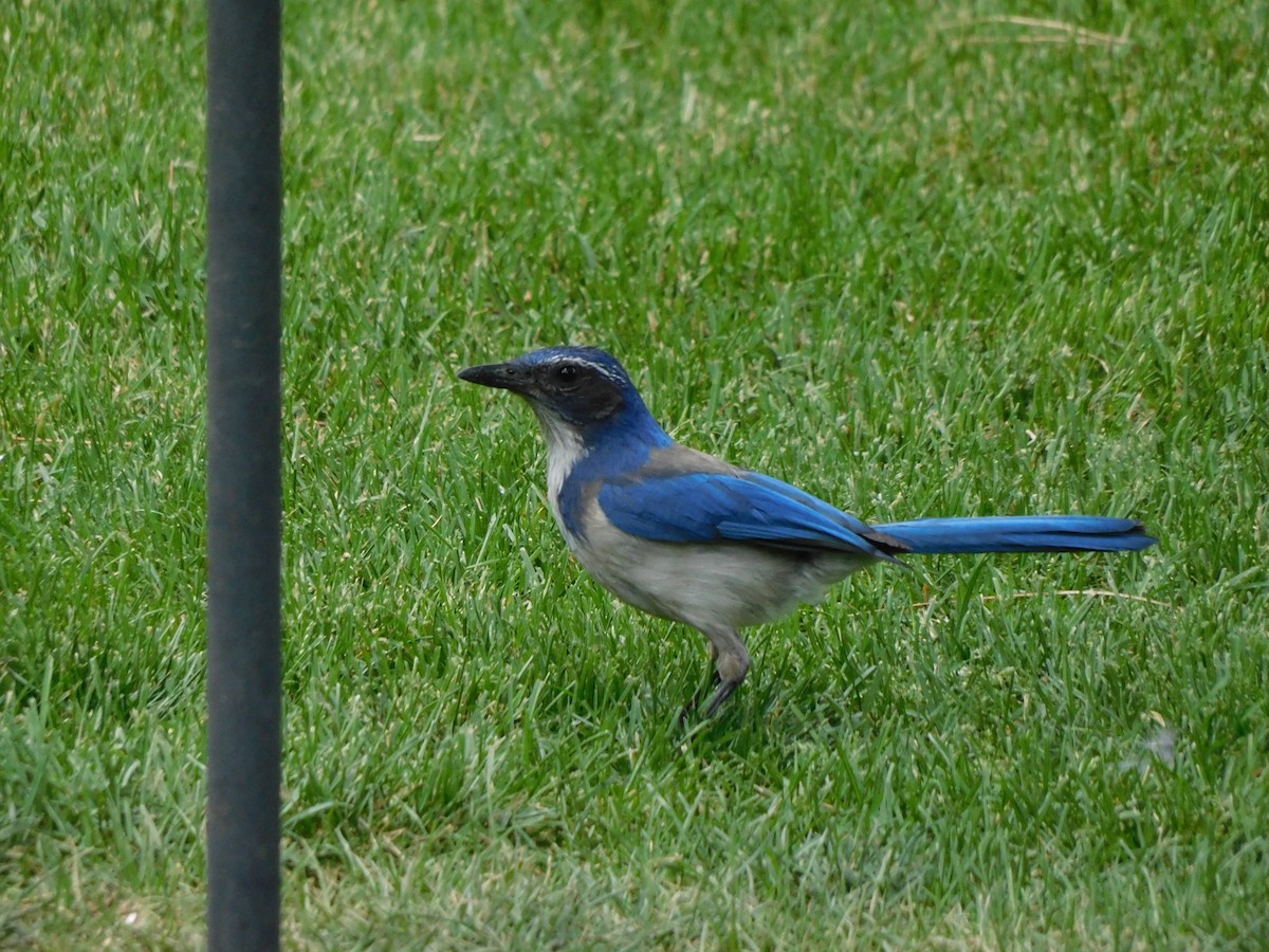 California Scrub-Jay - Olivia Fisher