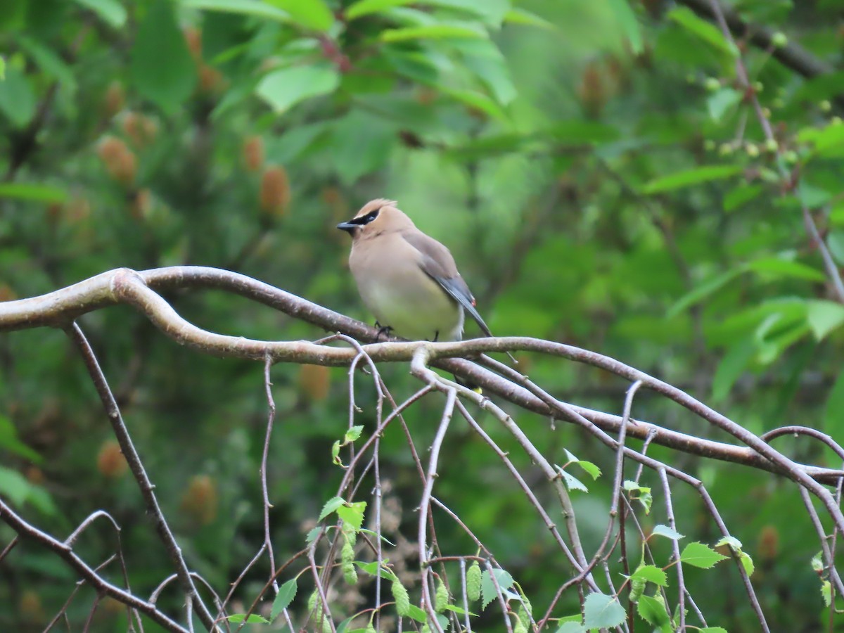 Cedar Waxwing - George Gerdts