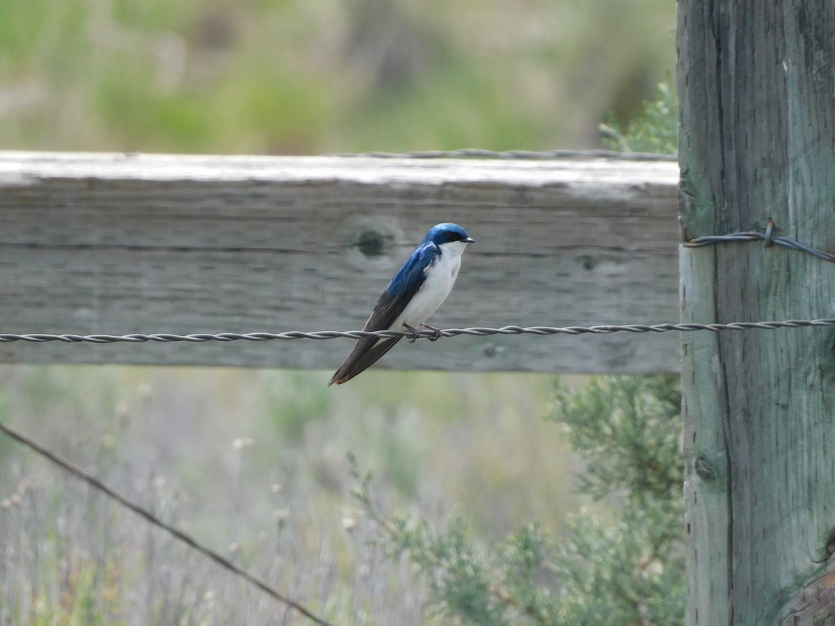 Tree Swallow - ML619544710