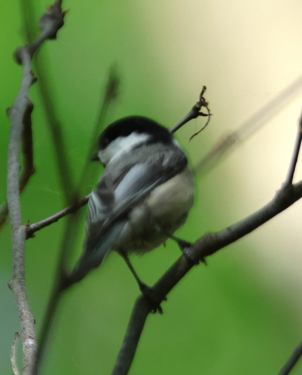 Black-capped Chickadee - Alan Shapiro