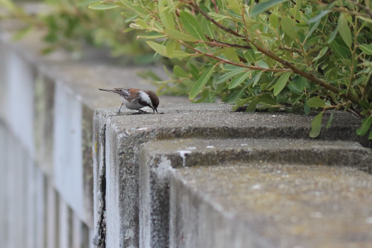 Chestnut-backed Chickadee - Vicky Atkinson