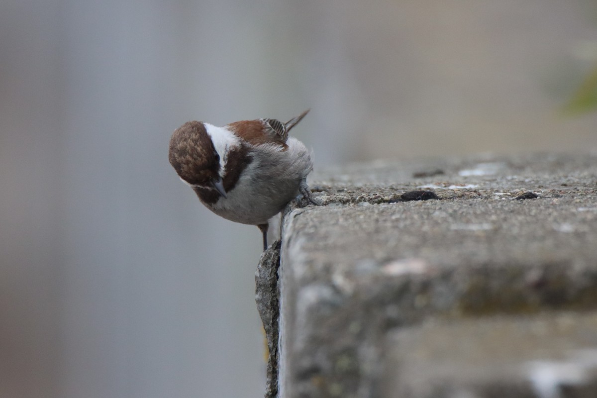 Chestnut-backed Chickadee - Vicky Atkinson