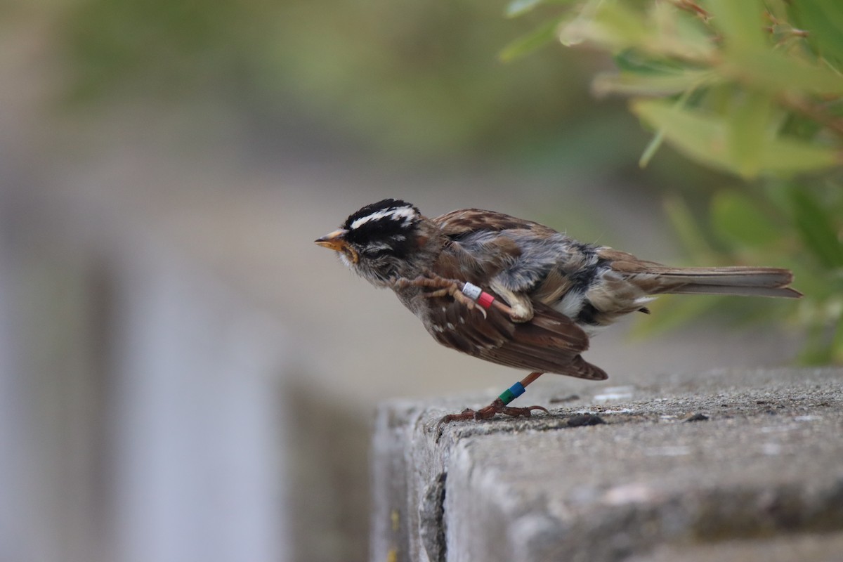 White-crowned Sparrow - Vicky Atkinson