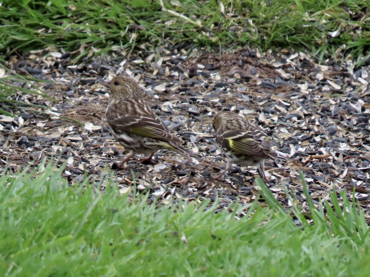 Pine Siskin - George Gerdts