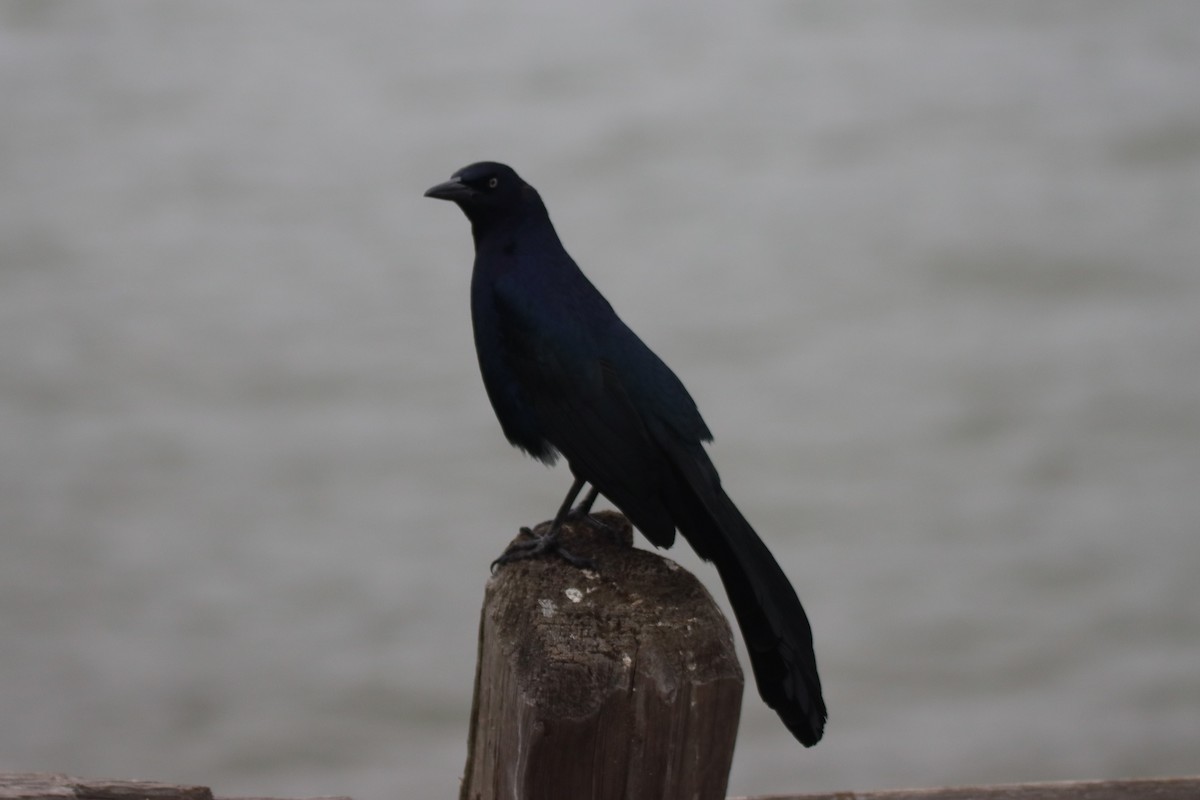 Great-tailed Grackle - Vicky Atkinson