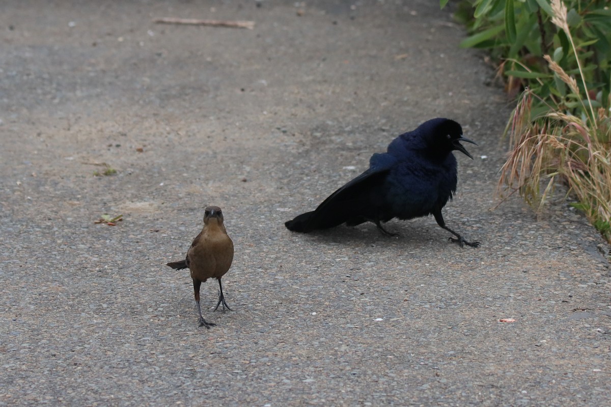 Great-tailed Grackle - ML619544734