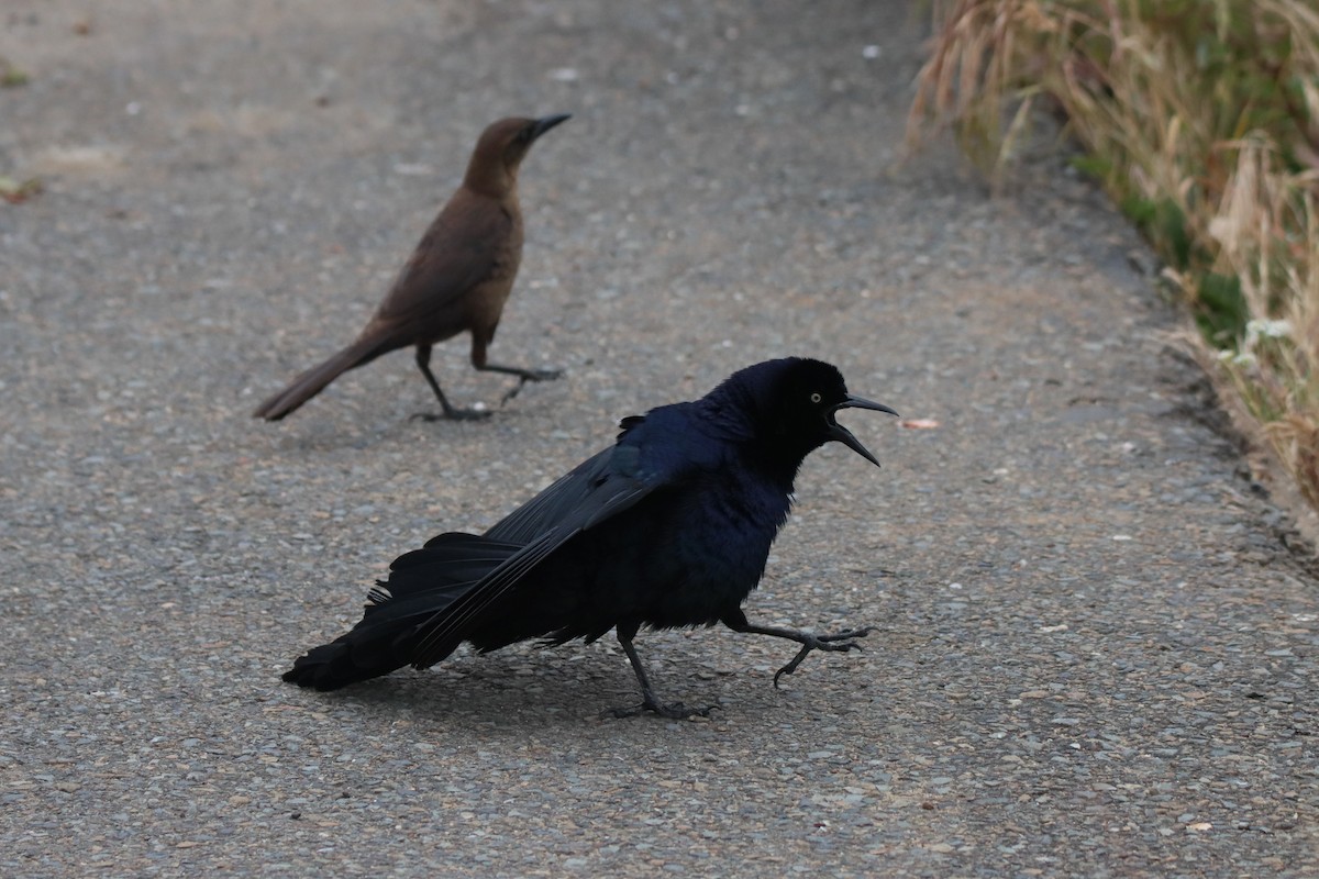 Great-tailed Grackle - Vicky Atkinson