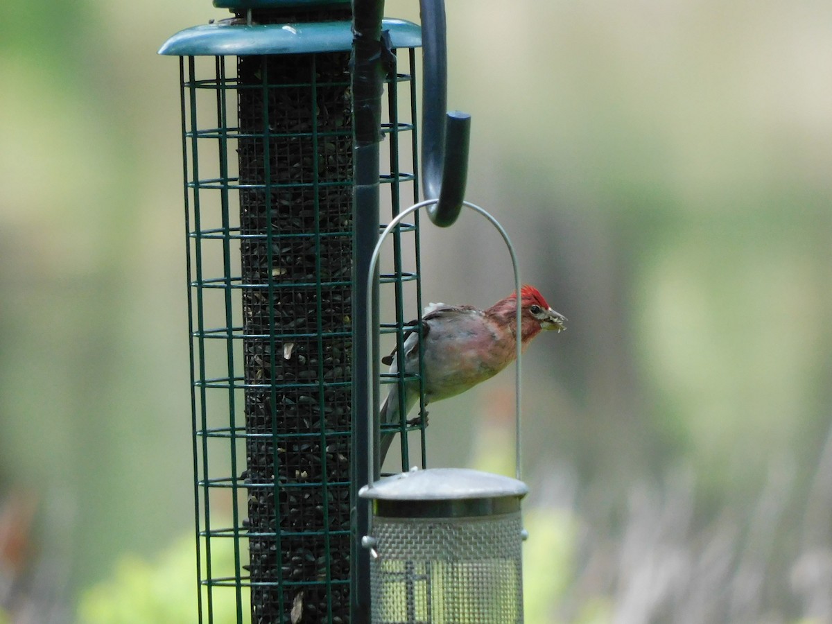Cassin's Finch - Olivia Fisher