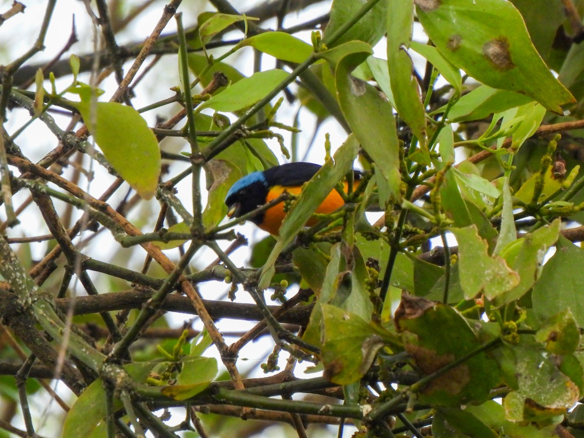 Golden-rumped Euphonia - Wilson Ortega