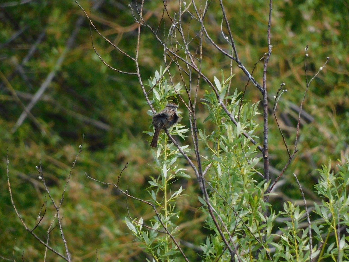 Song Sparrow - Olivia Fisher