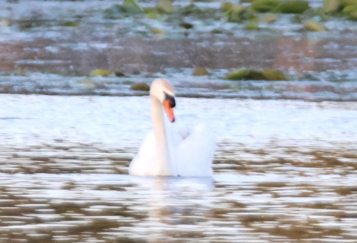 Mute Swan - ML619544754