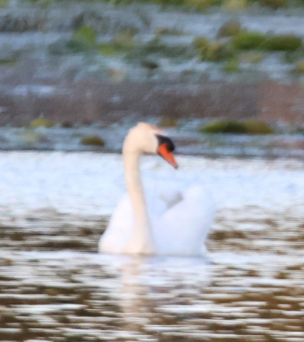 Mute Swan - ML619544755