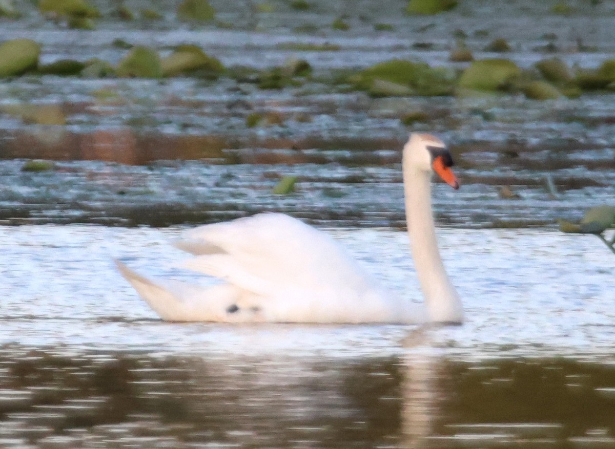 Mute Swan - Alan Shapiro