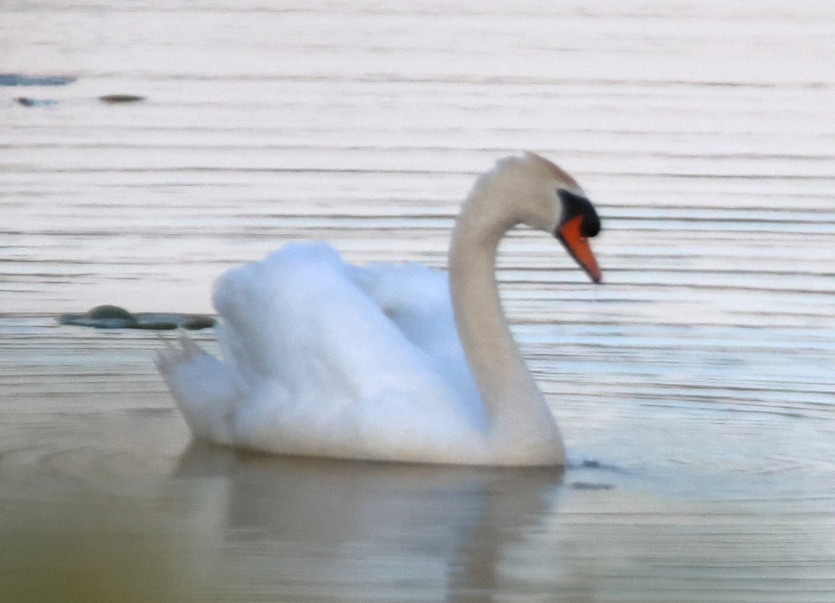 Mute Swan - ML619544760