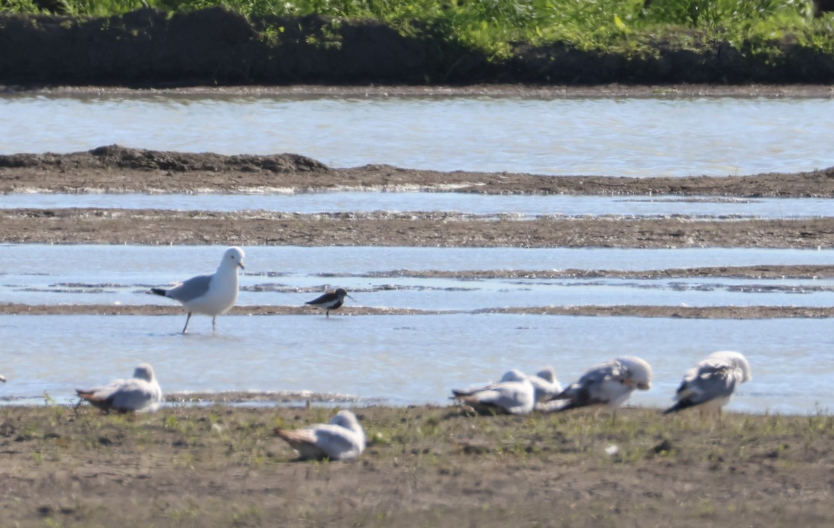 Dunlin - ML619544761