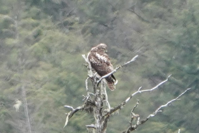 Red-tailed Hawk - ML619544763