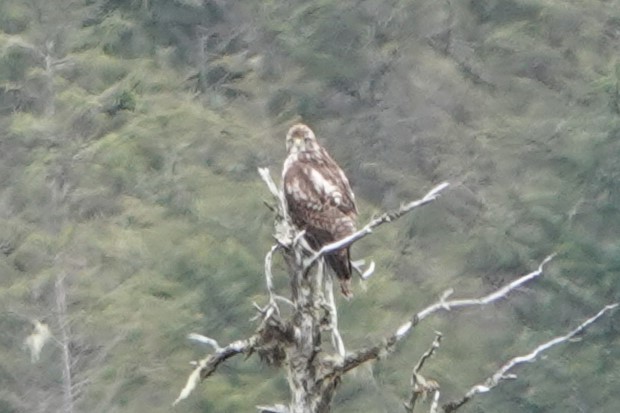 Red-tailed Hawk - Patty Rose