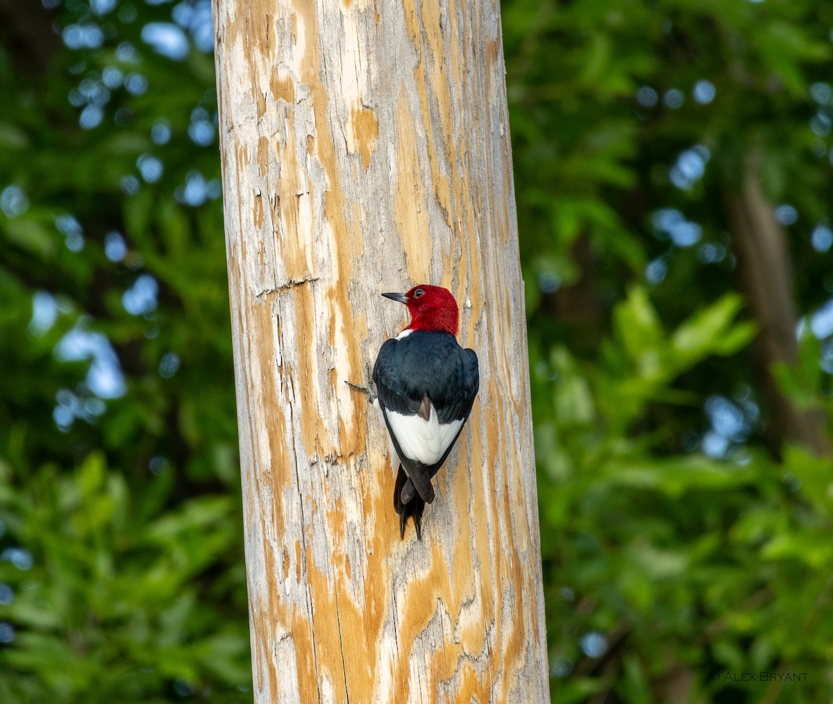 Red-headed Woodpecker - Alex Bryant