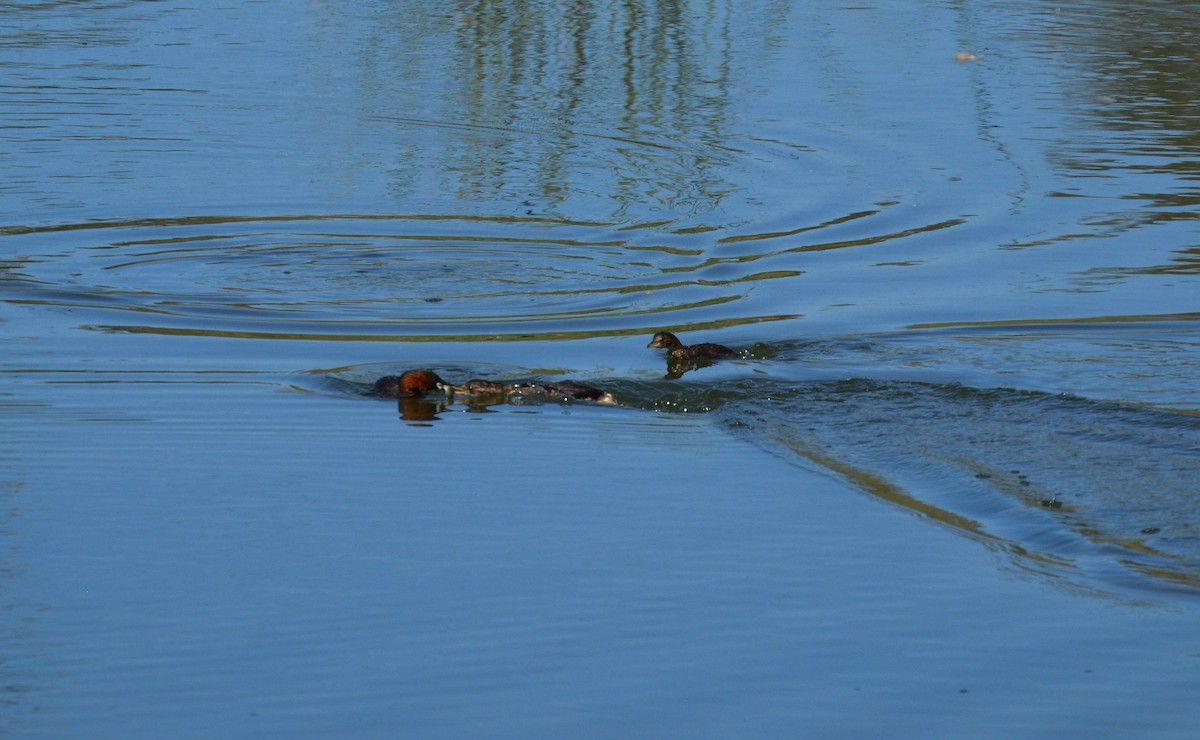 Little Grebe - Juniper Vane