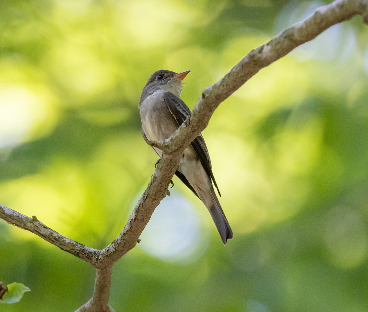 Eastern Wood-Pewee - Greg Harrington