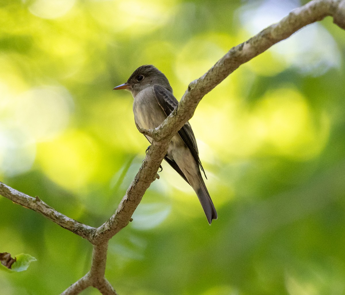 Eastern Wood-Pewee - ML619544777