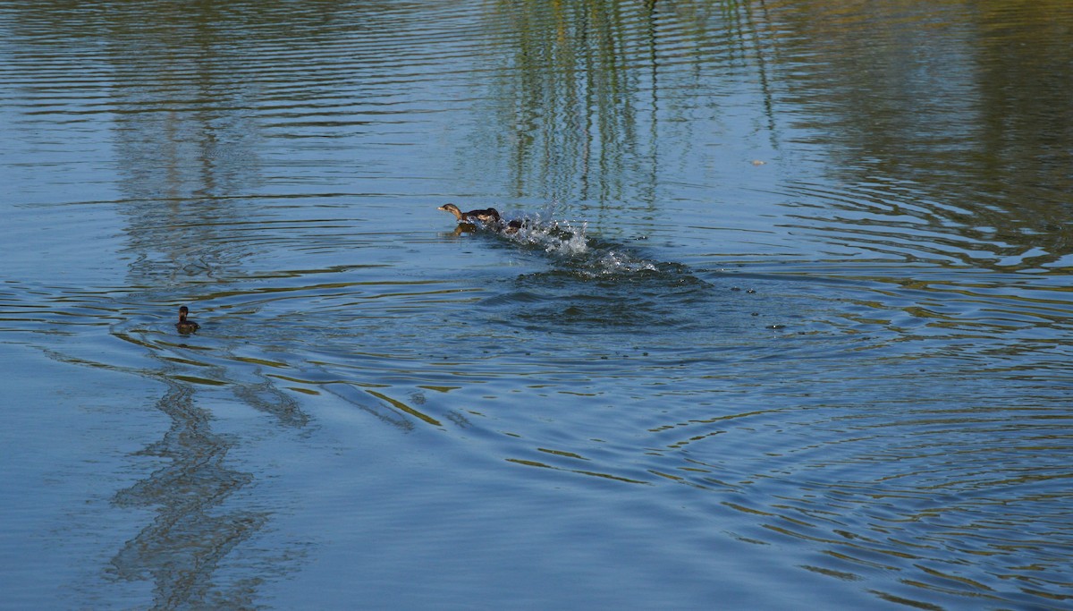 Little Grebe - ML619544778