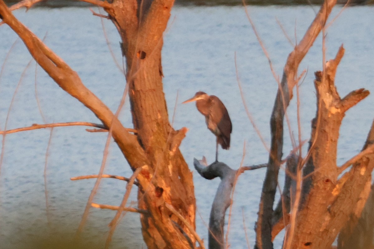 Great Blue Heron - Alan Shapiro