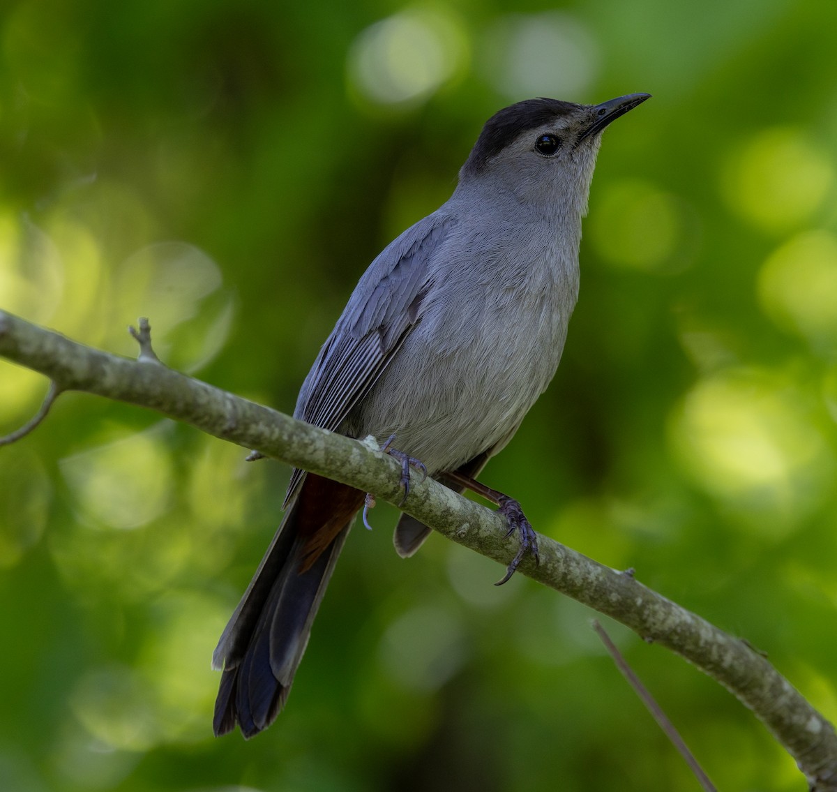 Gray Catbird - Greg Harrington