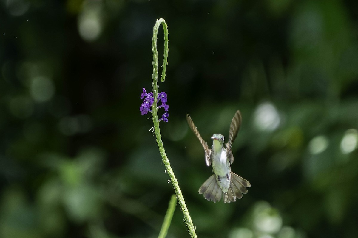 White-bellied Emerald - ML619544787