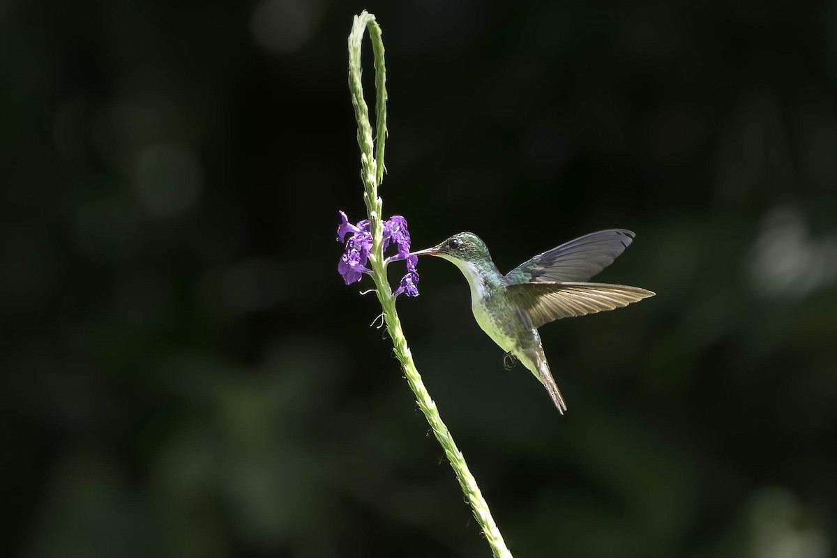 kolibřík helikóniový - ML619544790