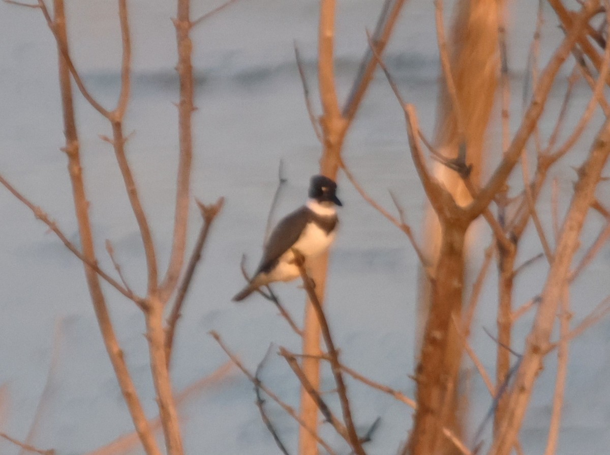 Belted Kingfisher - ML619544796