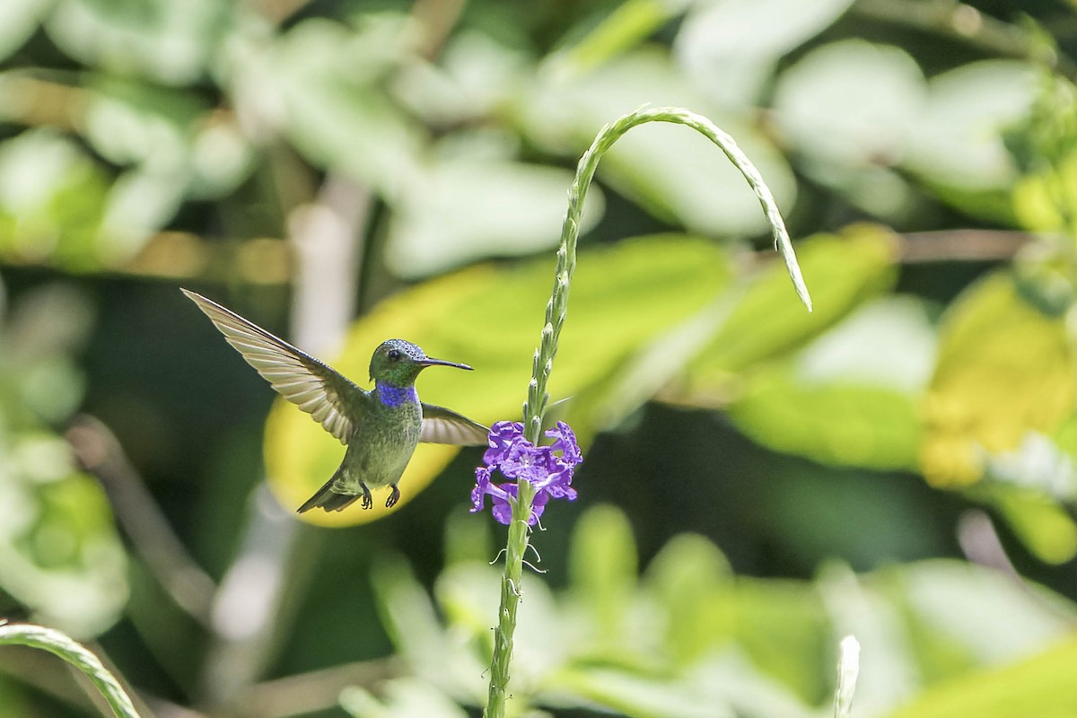 Blue-chested Hummingbird - Tyler Wenzel