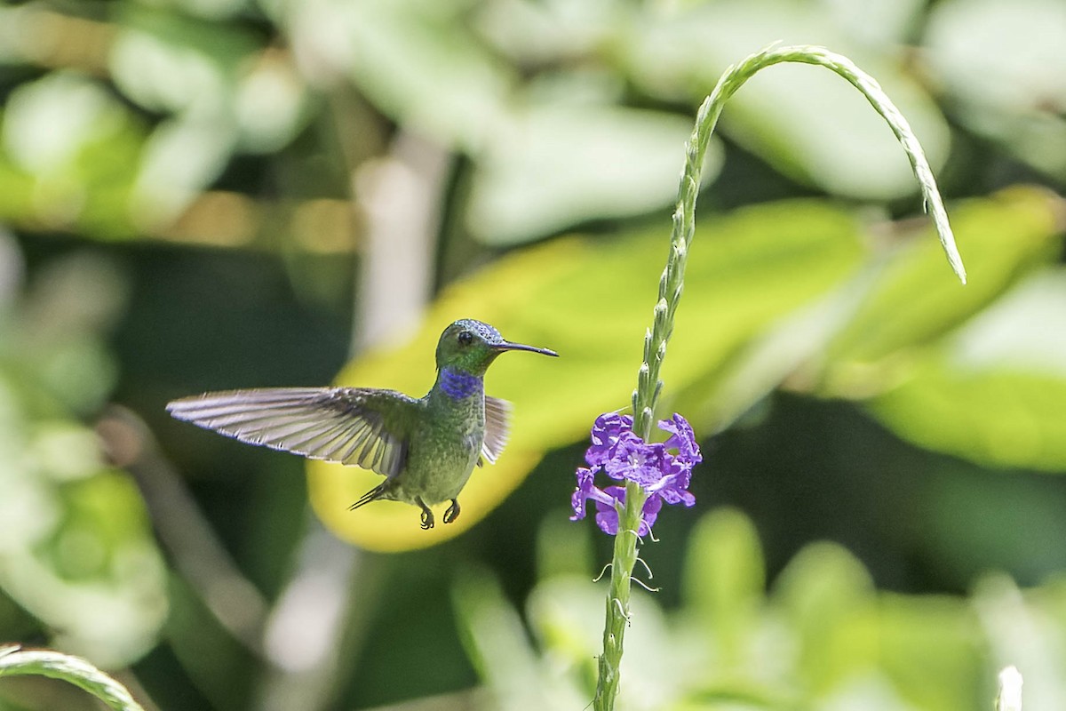 Blue-chested Hummingbird - ML619544798