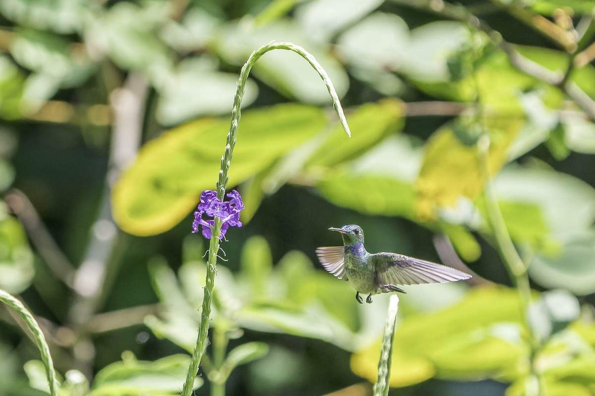 Blue-chested Hummingbird - Tyler Wenzel