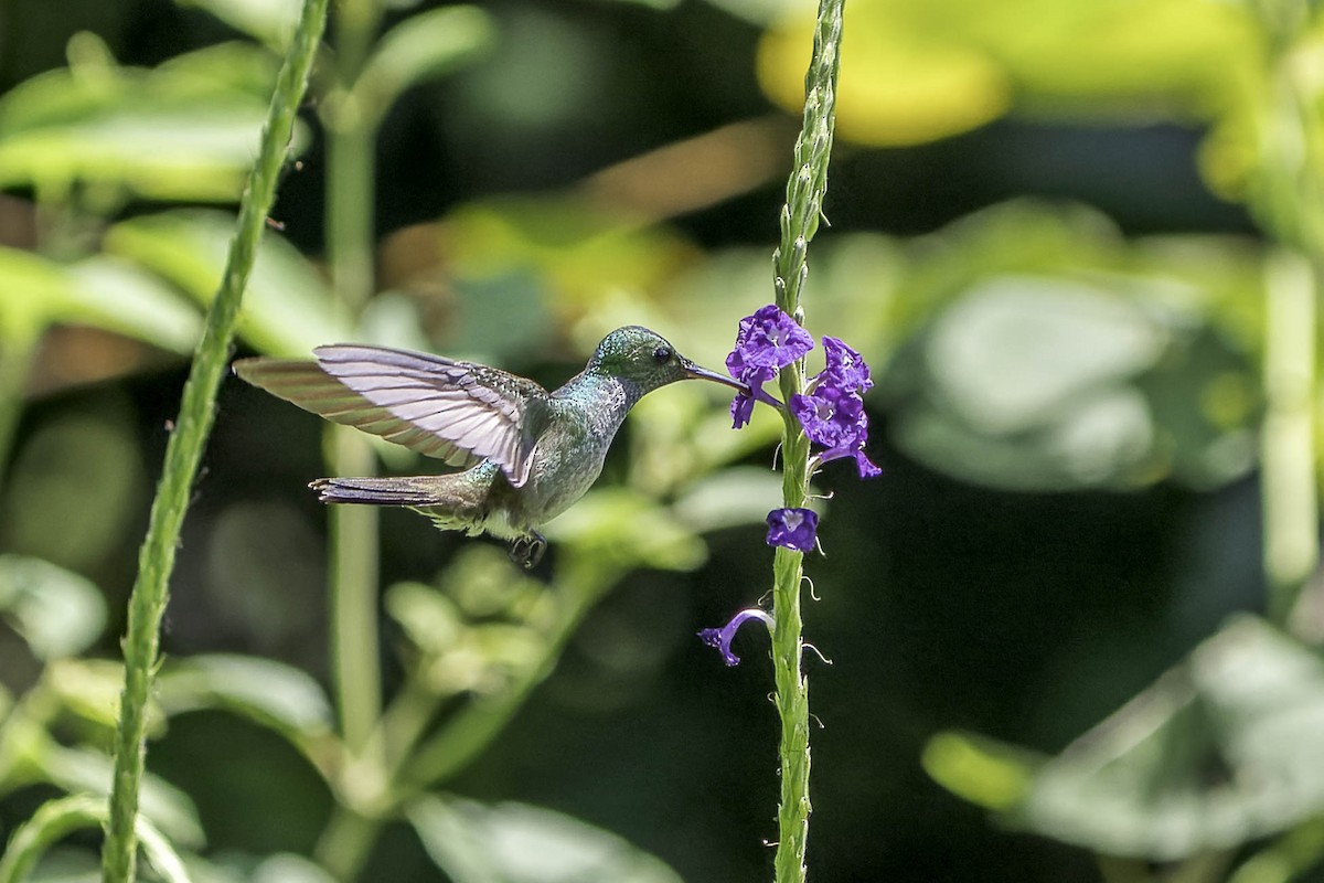 Blue-chested Hummingbird - Tyler Wenzel