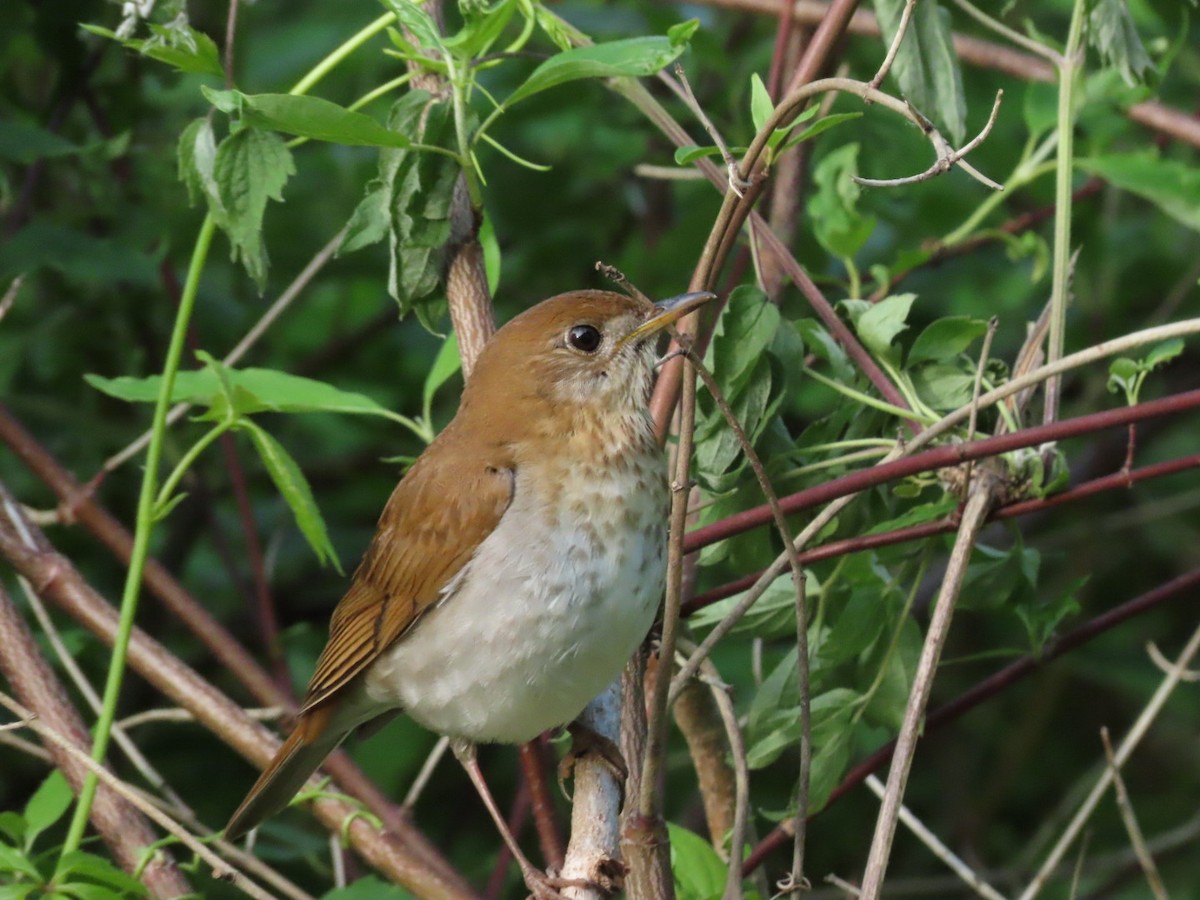 Veery - Tania Mohacsi