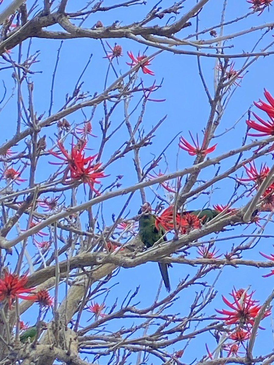 ベニガオメキシコインコ - ML619544825