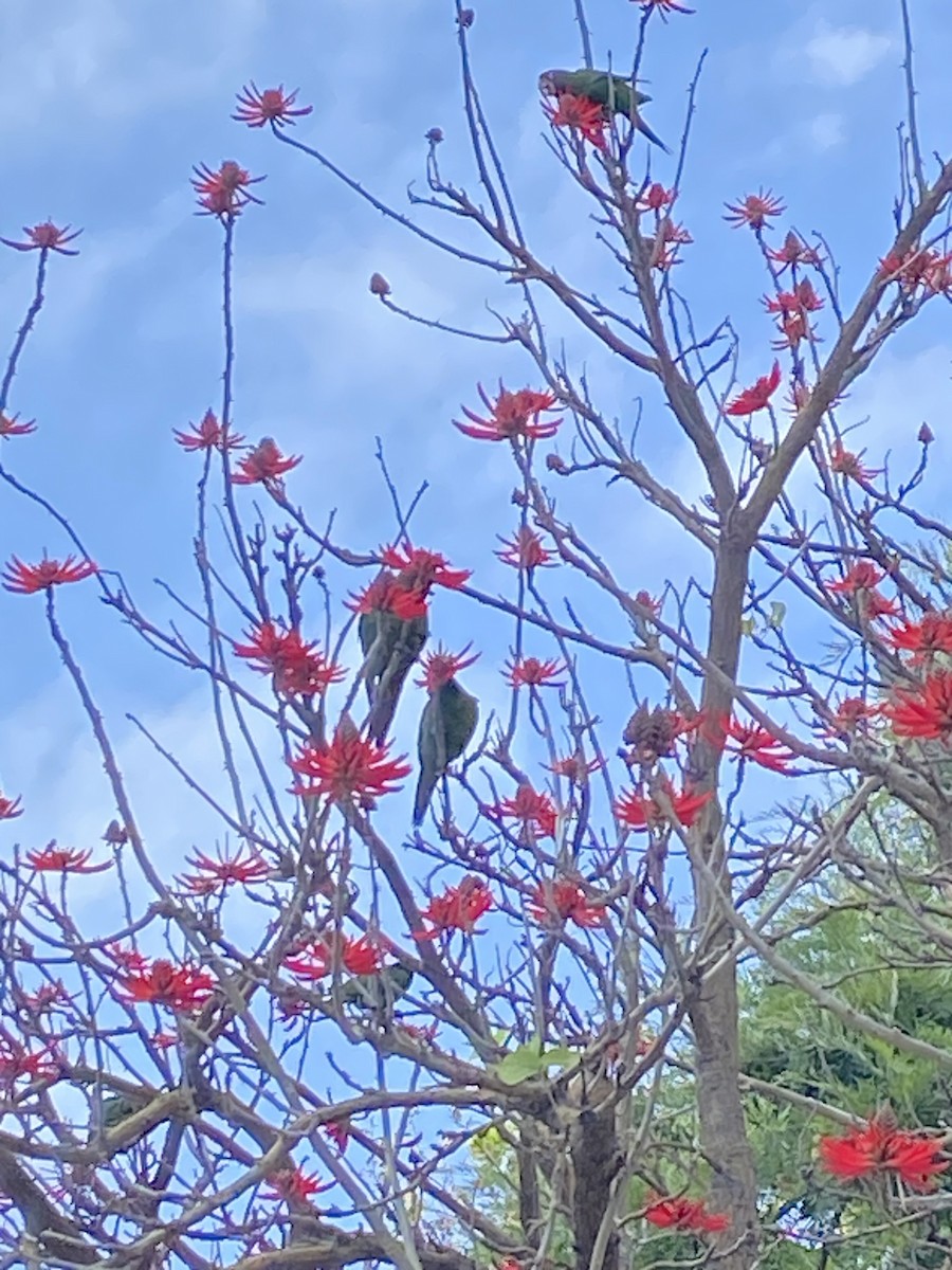 Conure mitrée - ML619544827