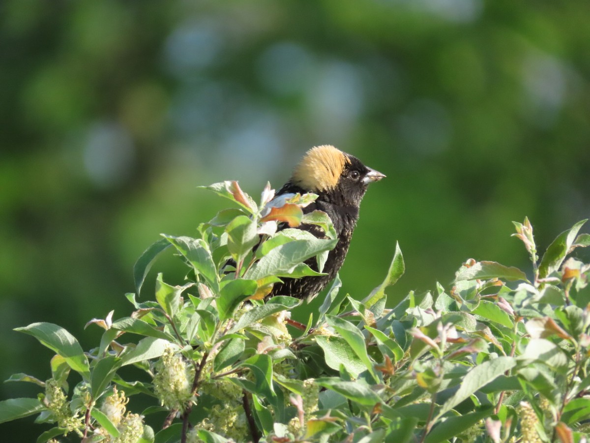 bobolink americký - ML619544830