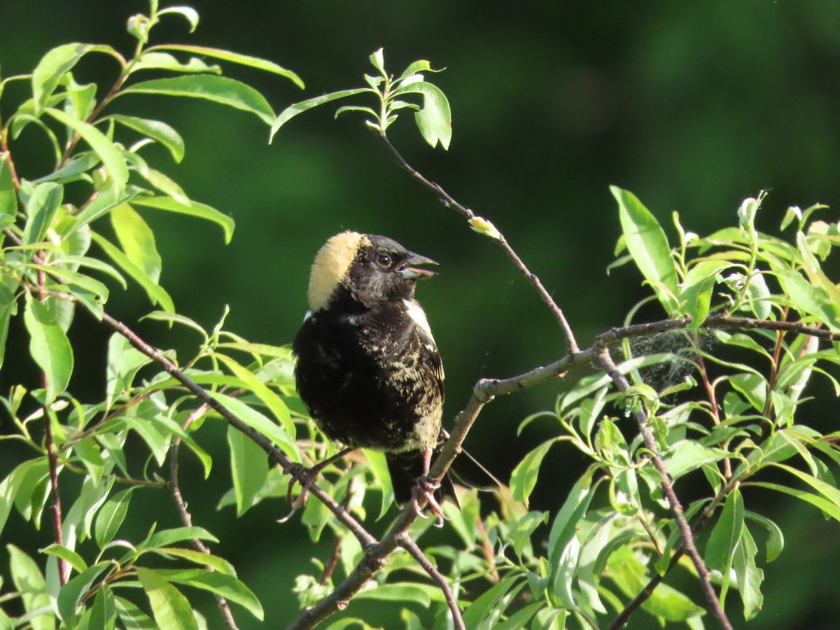 bobolink americký - ML619544831