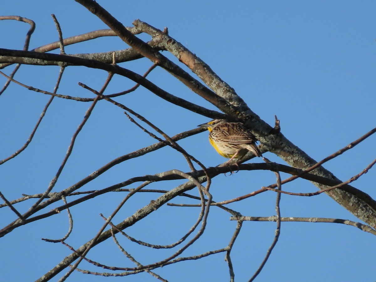 Eastern Meadowlark - Tania Mohacsi