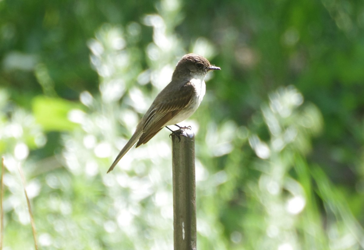 Eastern Phoebe - ML619544842