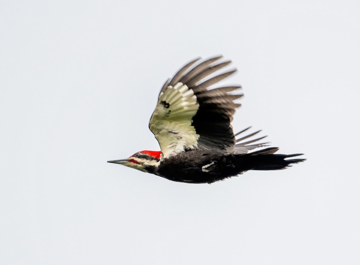 Pileated Woodpecker - Leah Turner