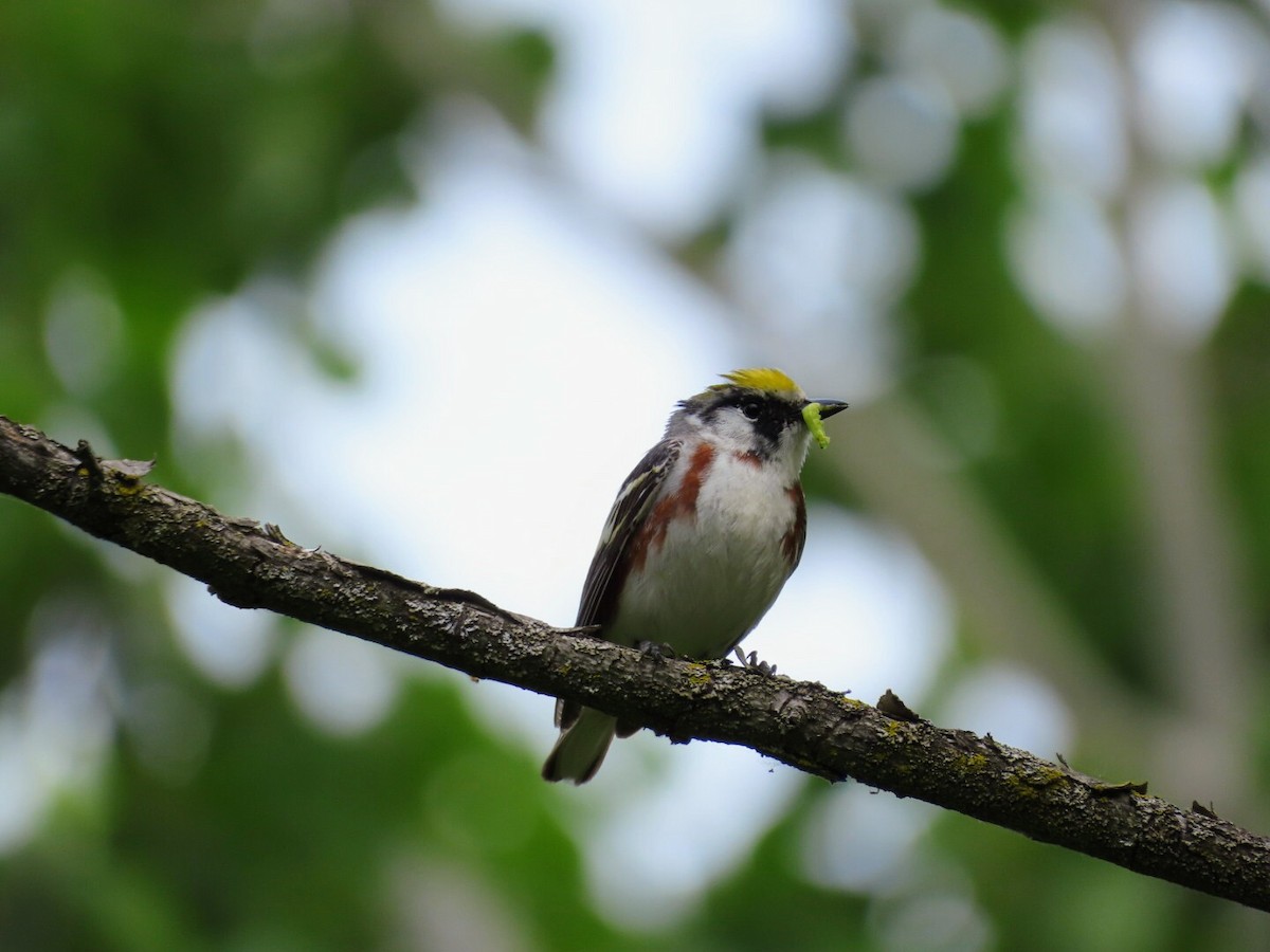 Chestnut-sided Warbler - Tania Mohacsi