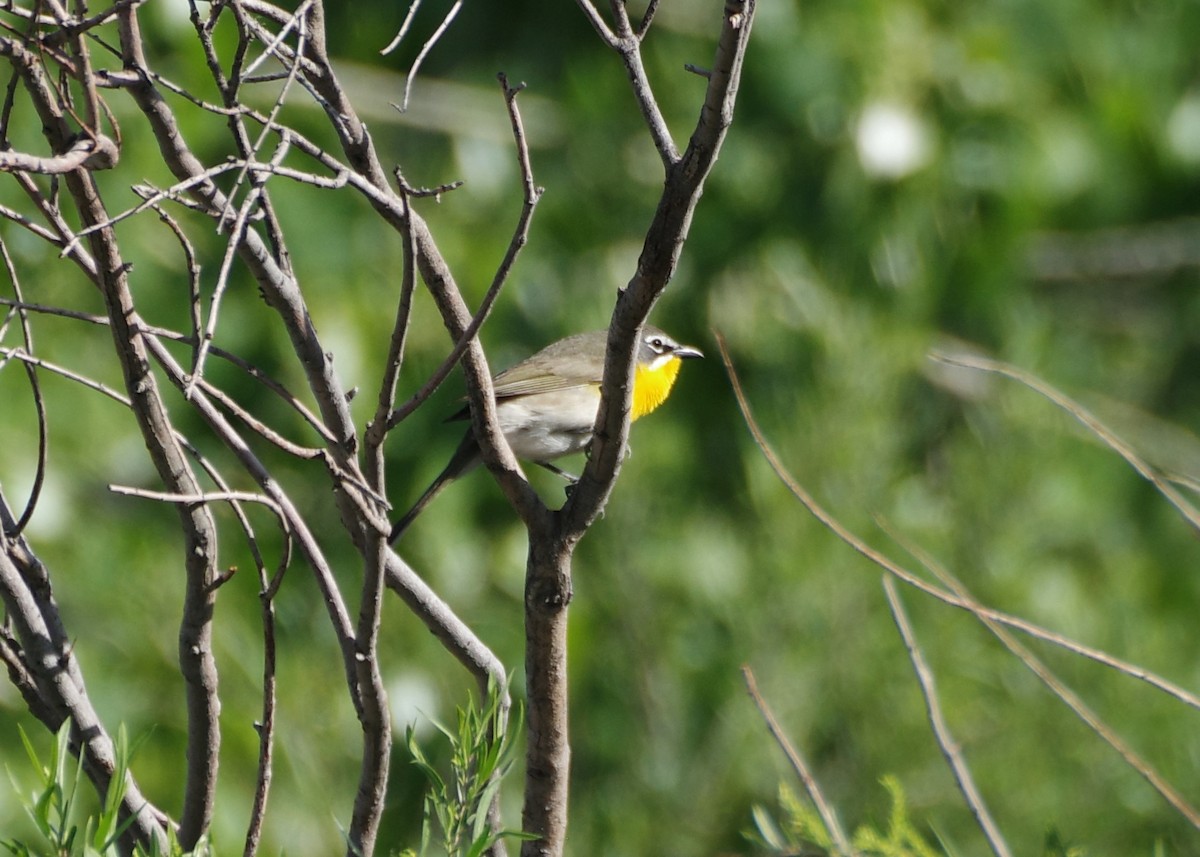 Yellow-breasted Chat - Brenda Wright