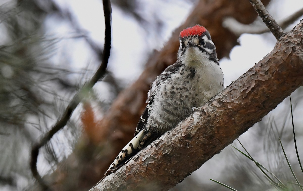 Nuttall's Woodpecker - Barbara Wise