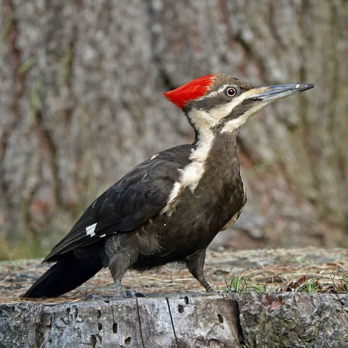 Pileated Woodpecker - Troy Gorodess