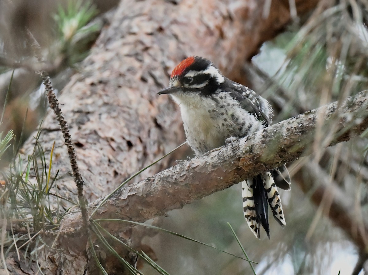 Nuttall's Woodpecker - Barbara Wise