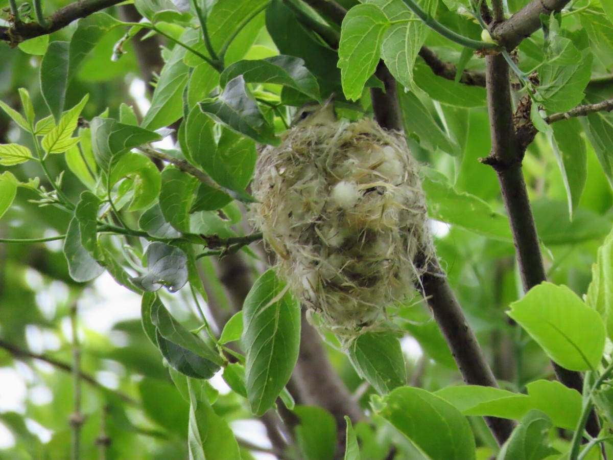 Warbling Vireo - Tania Mohacsi