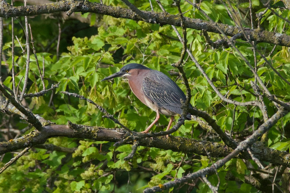 Green Heron - ML619544862